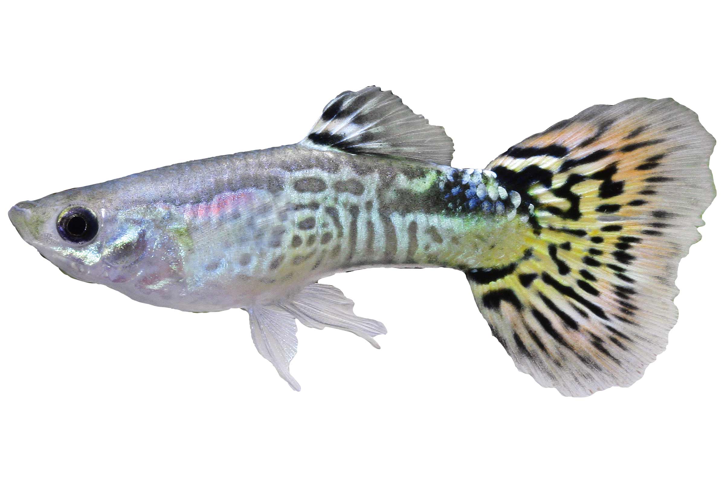 Un singur pește ornamental Guppy