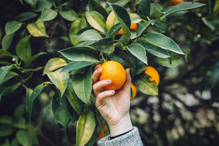 Mână culegând portocală din portocal