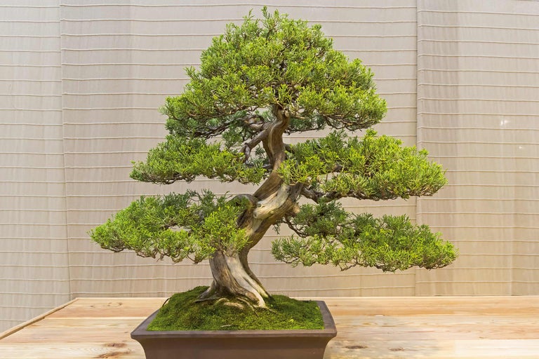 Arbore bonsai într-un ghiveci