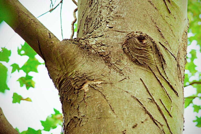 Prim-plan cu trunchiul și ramura unui copac cu scoarță