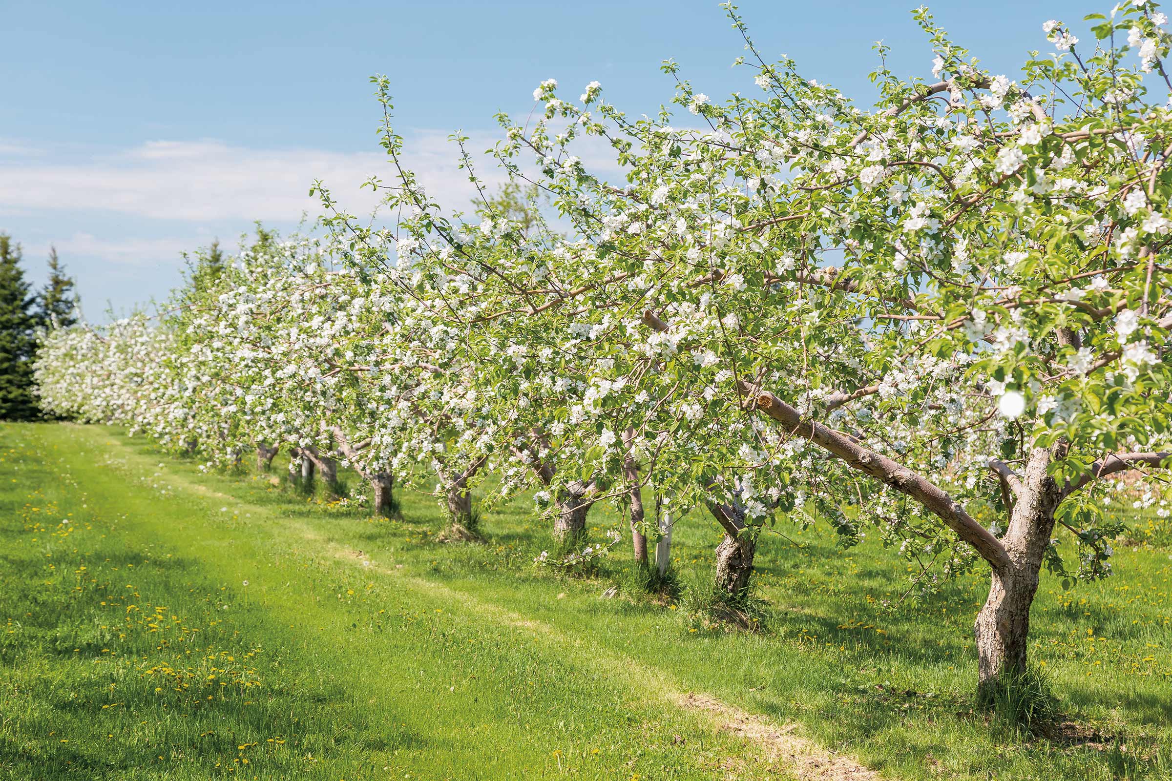 Rând de pomi fructiferi înfloriți într-o pepinieră