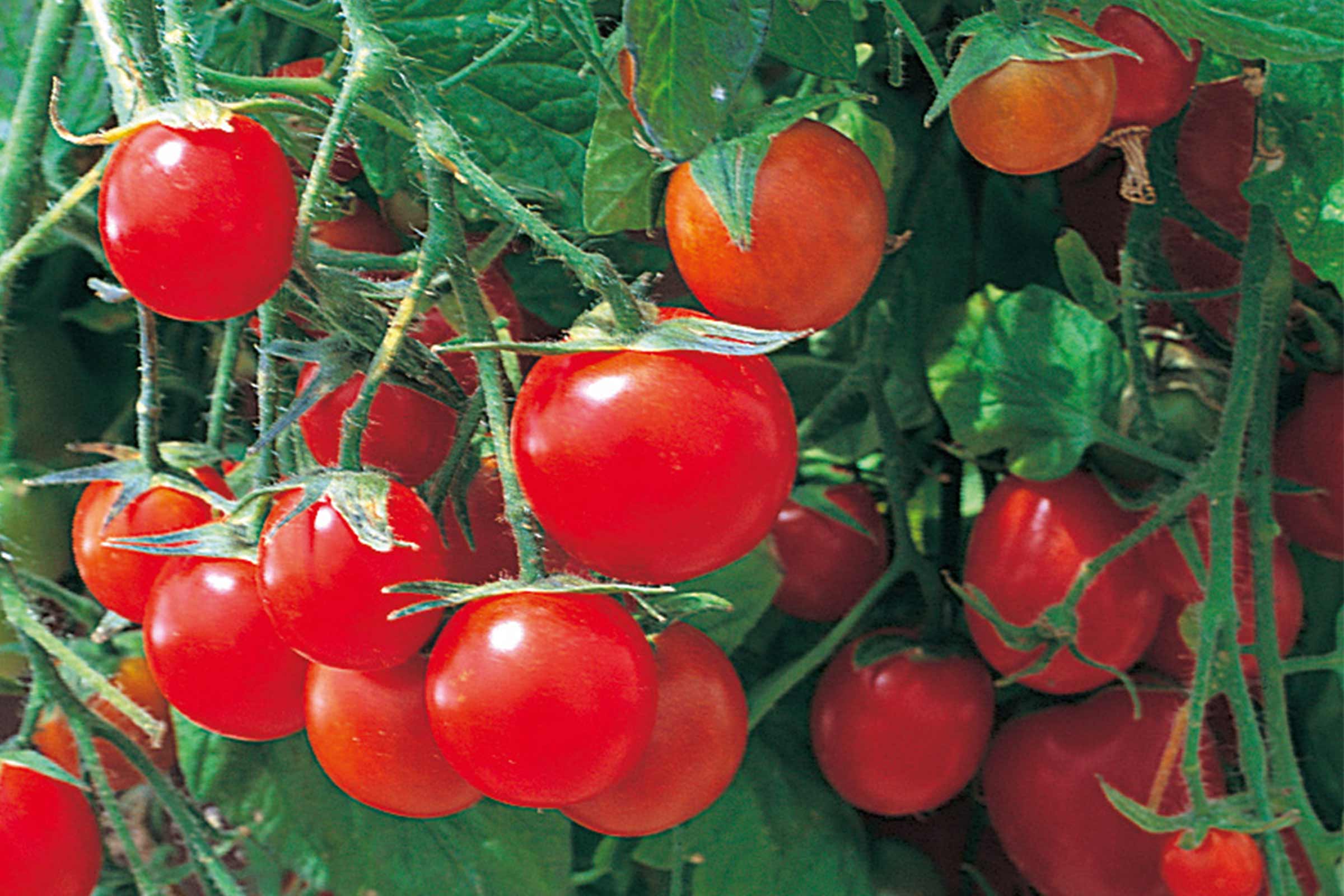 Prim-plan cu roșii cherry roșii pe plantă