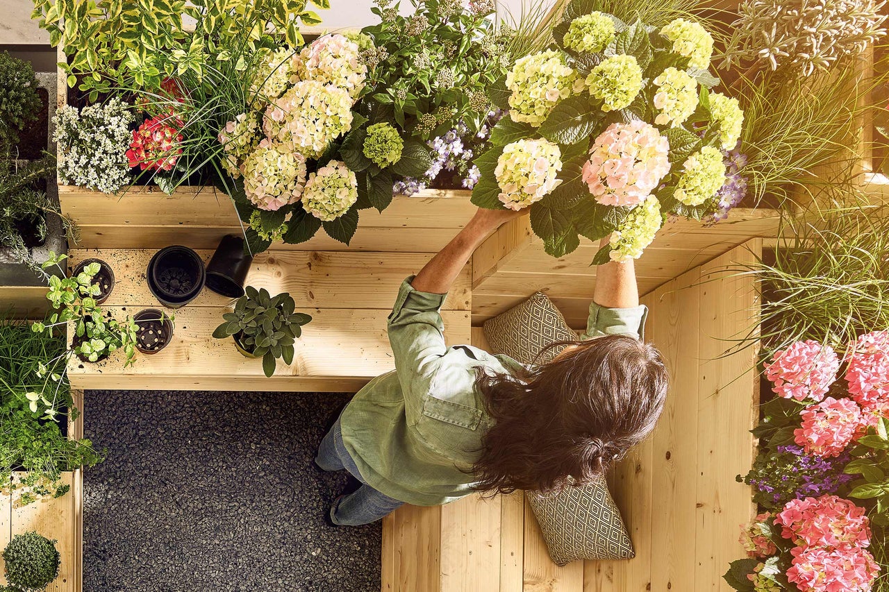 Design terasă pe acoperiș cu plantații de hortensii și diverse plante