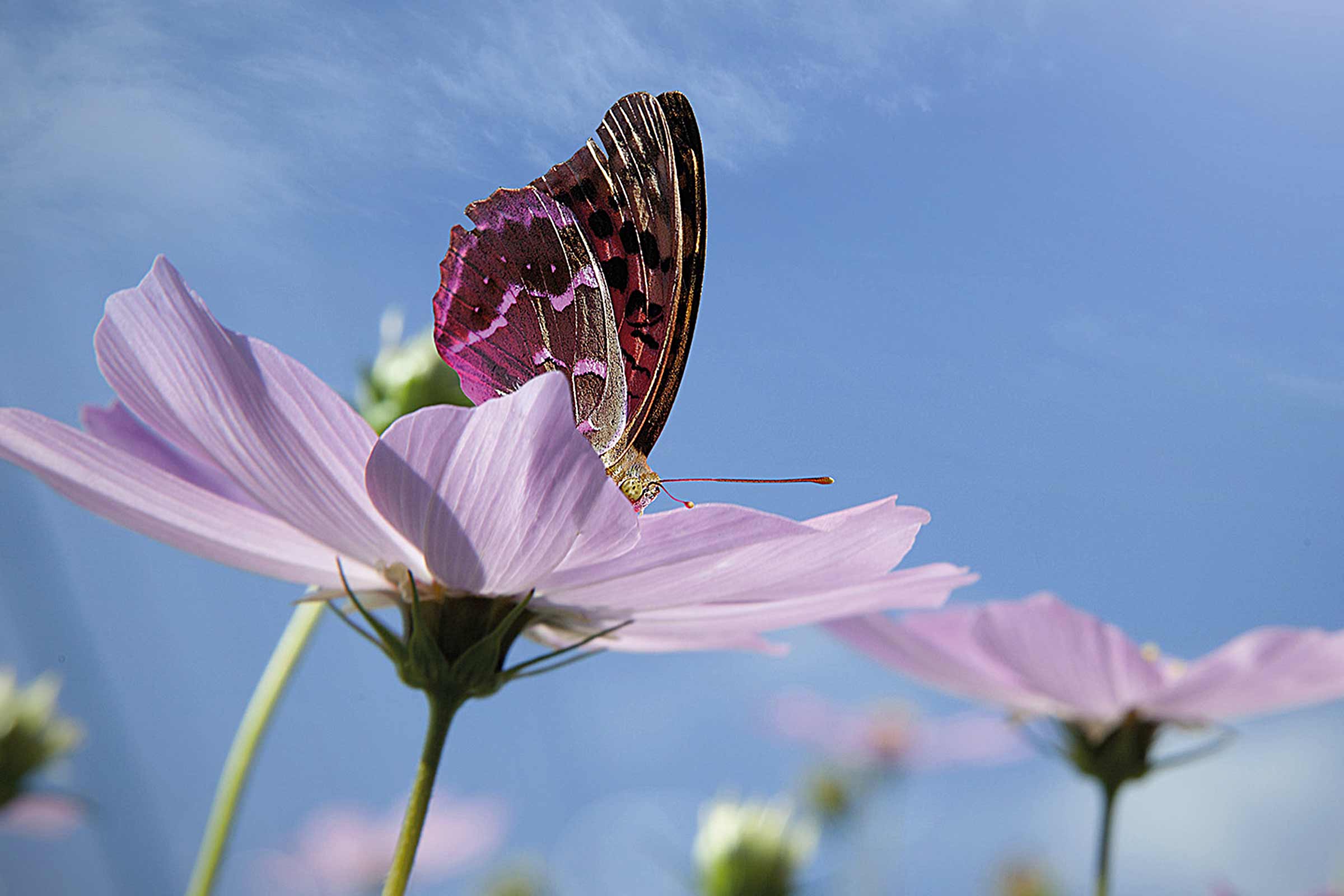 Fluture pe o floare mov, pe fundalul unui cer albastru
