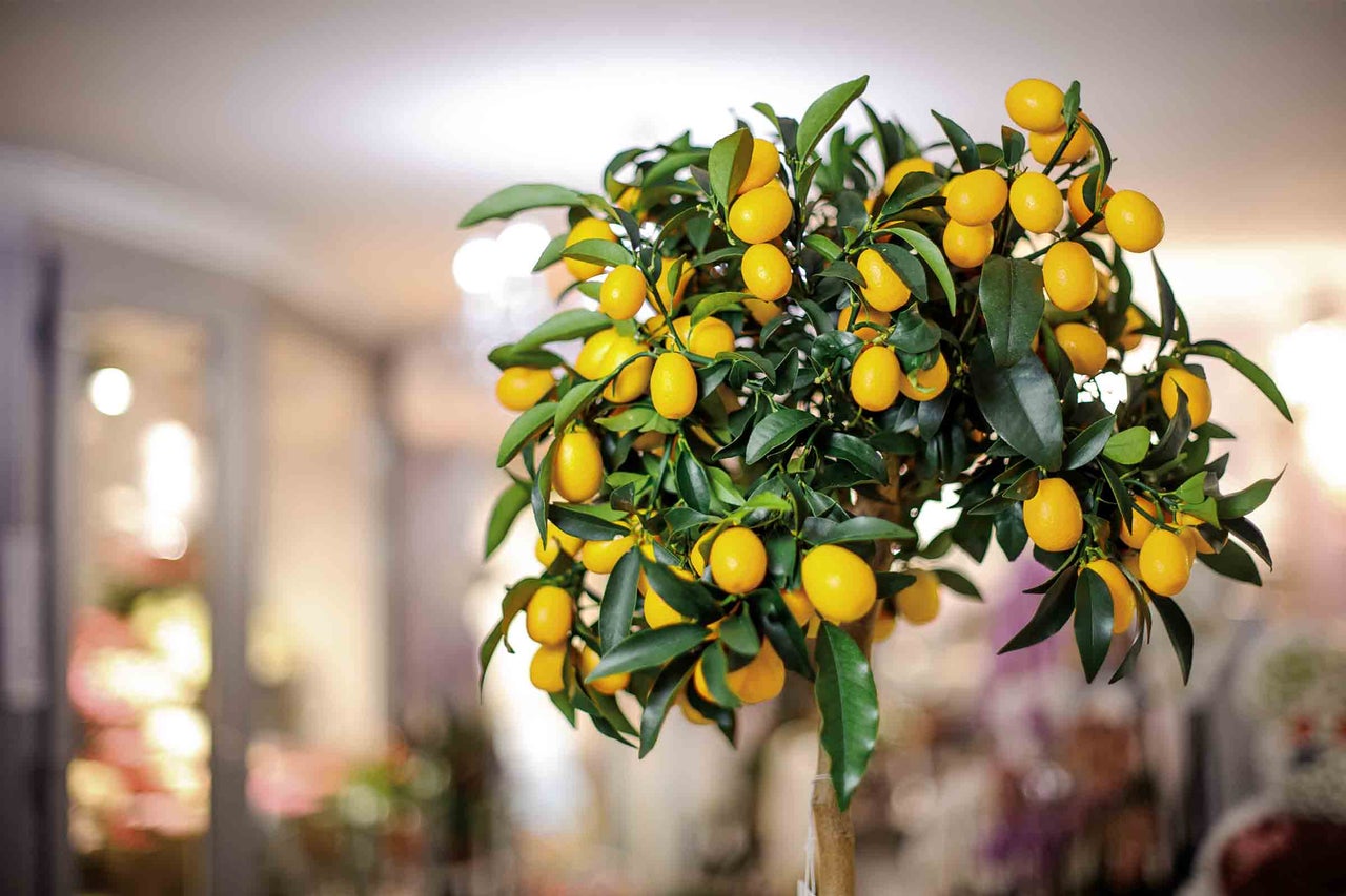 Arbore de kumquat cu frunze verzi și fructe galbene