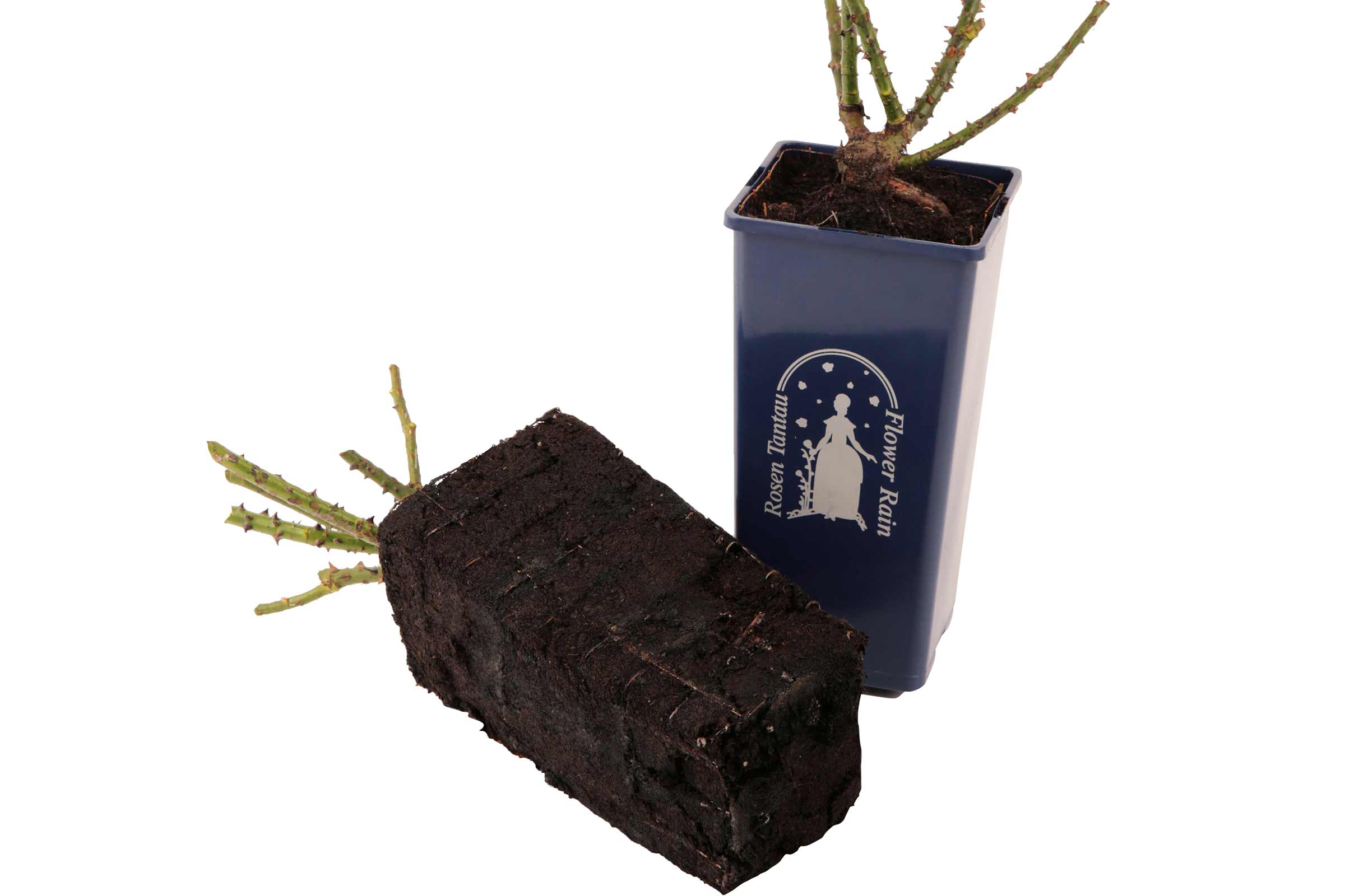Plantă de trandafir cu balot de rădăcini și ghiveci