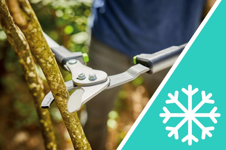 Foarfece de grădinărit taie o ramură