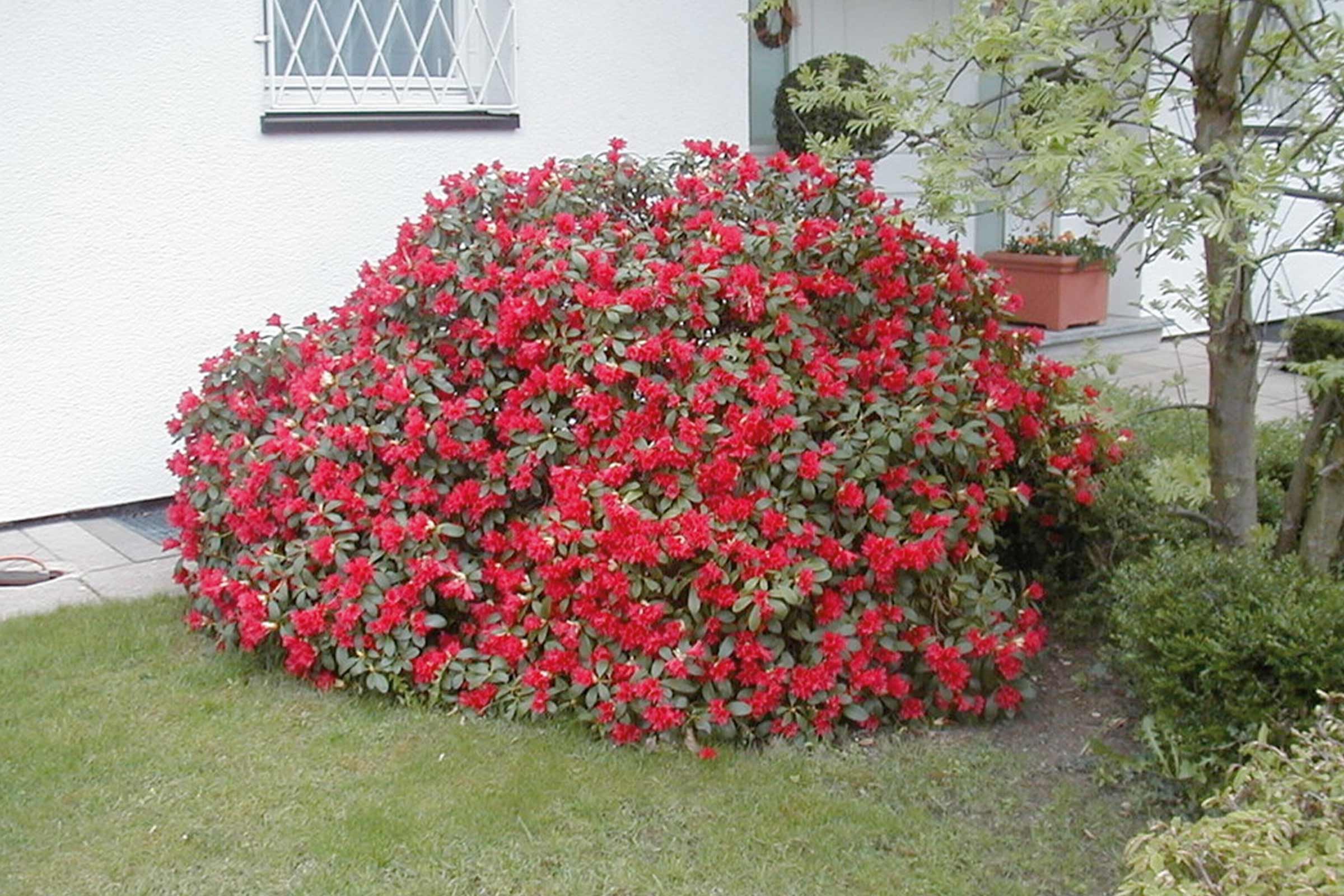 Rododendron înflorit în grădină