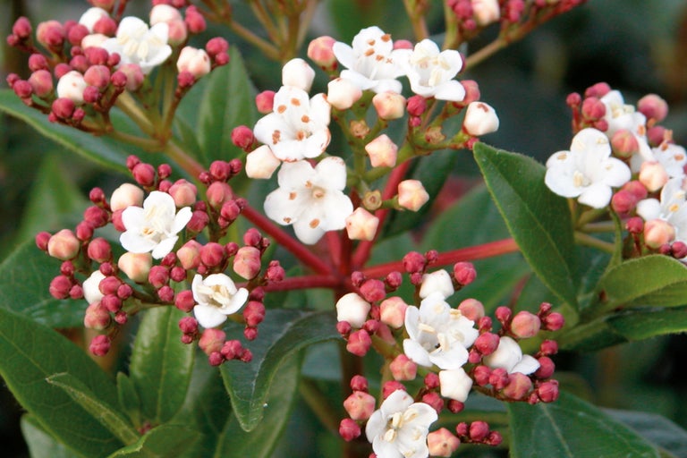 Prim-plan cu flori de călin cu muguri și frunze