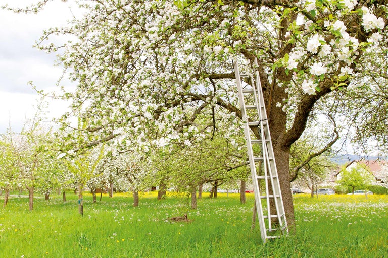 Pom fructifer înflorit cu scară în livadă