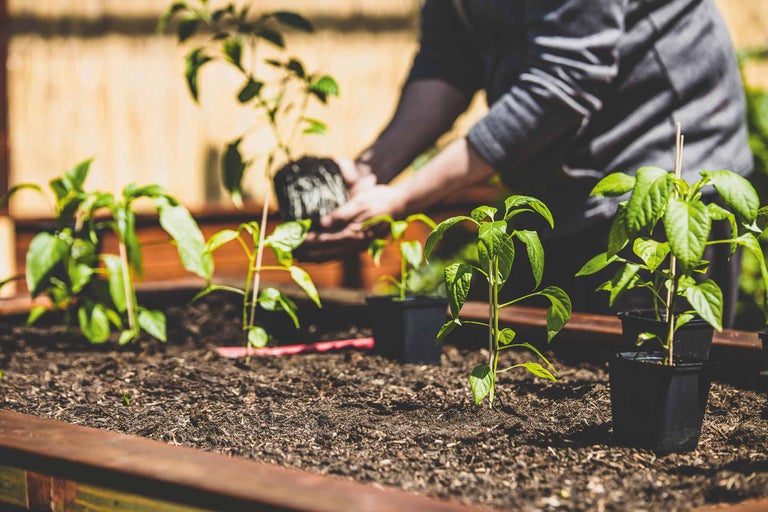 O persoană plantează răsaduri într-un strat înălțat.