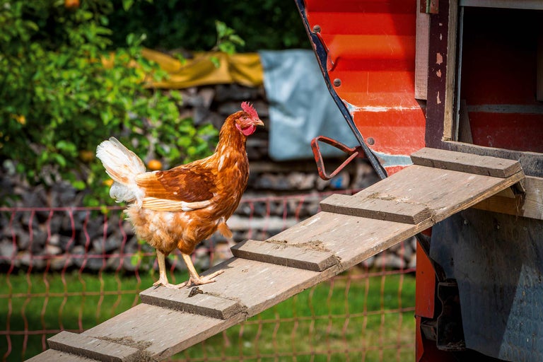 Găină pe o rampă în fața unui coteț