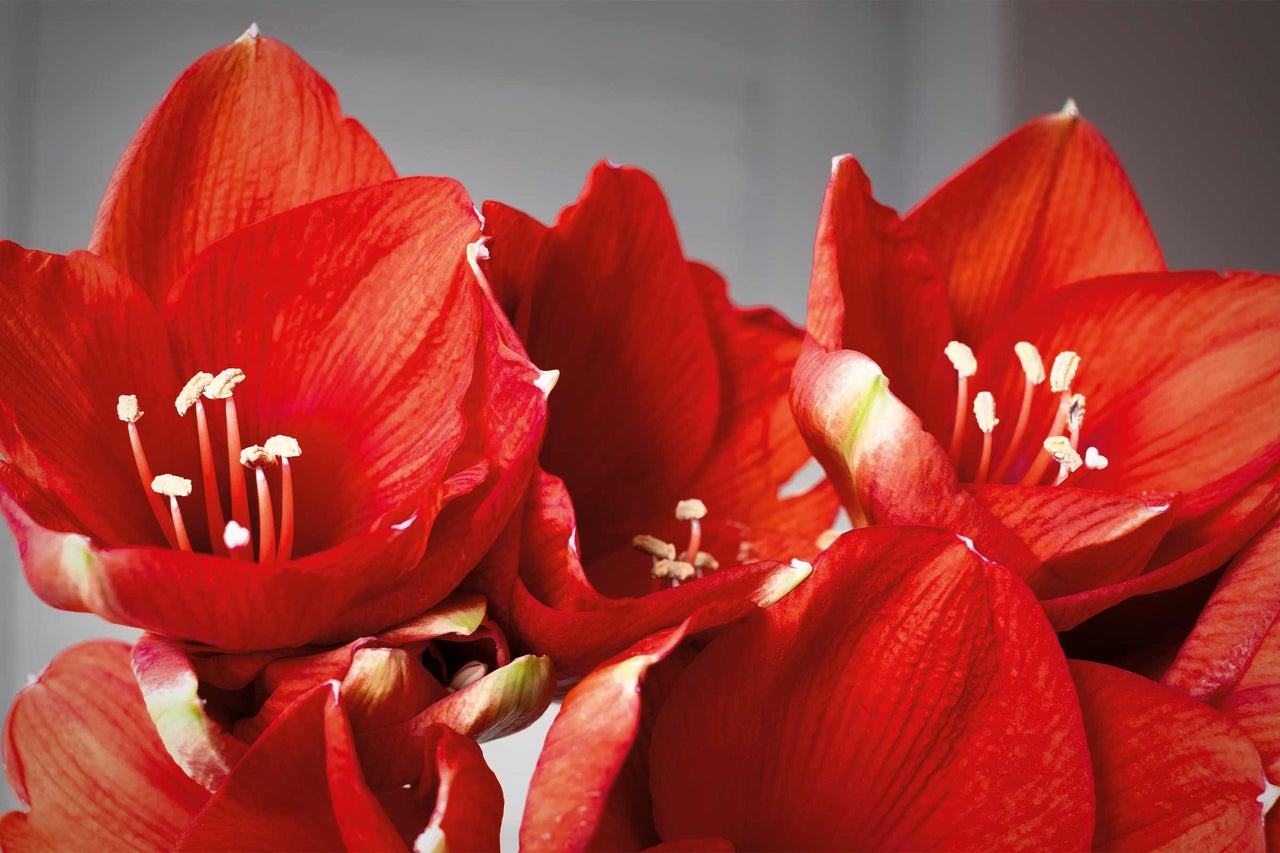 Prim-plan al unei flori de amaryllis