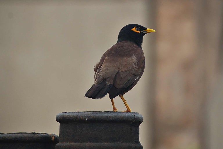 Graurul comun stă pe un stâlp