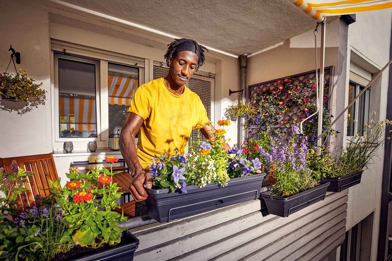 Plantarea bulbilor în cutii pe balcon