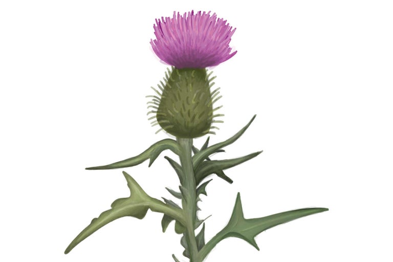 Floare de ciulin cu tulpină și frunze