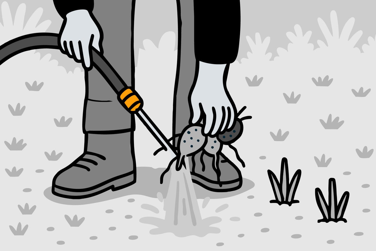 Ilustrație cu o persoană care combate furnicile cu un furtun de grădină
