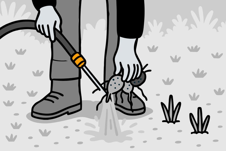 Ilustrație cu o persoană care combate furnicile cu un furtun de grădină