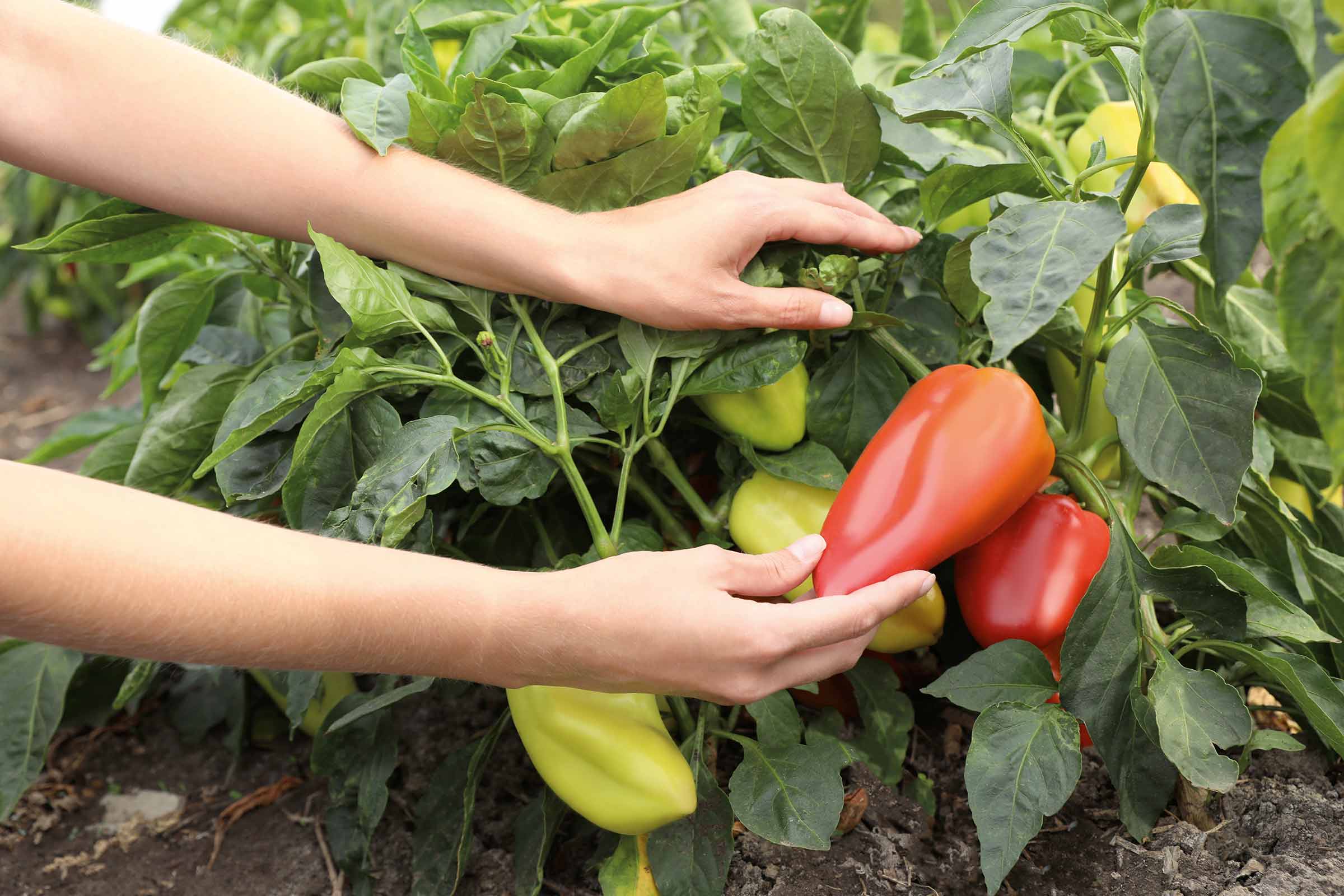 O persoană culege ardei dintr-o plantă