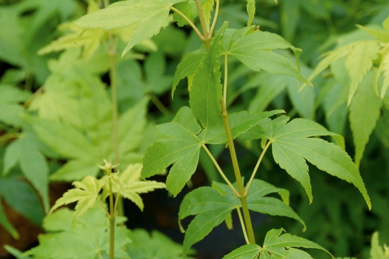 Prim-plan cu frunze de arțar japonez