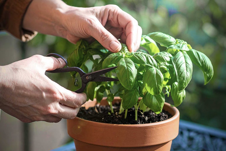 Recoltarea busuiocului