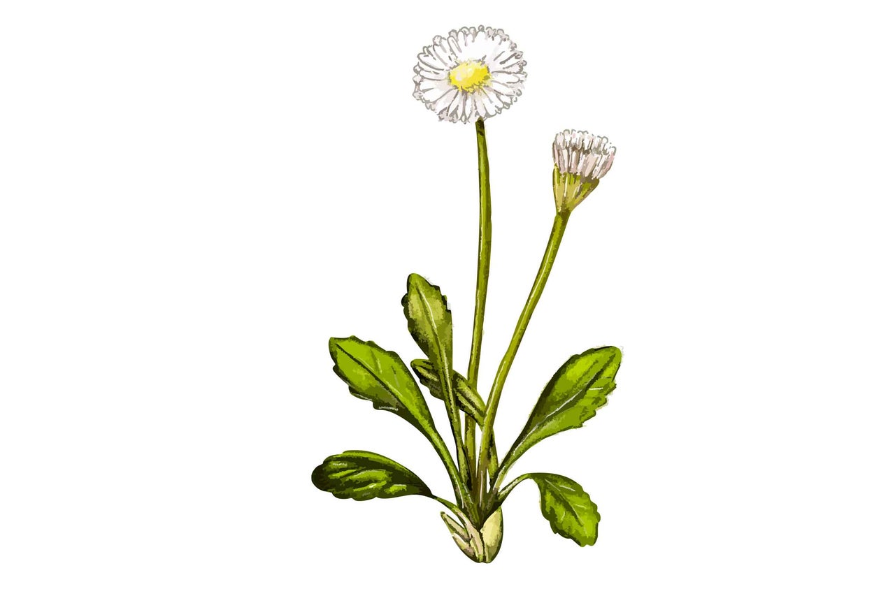 Planta de păpădie