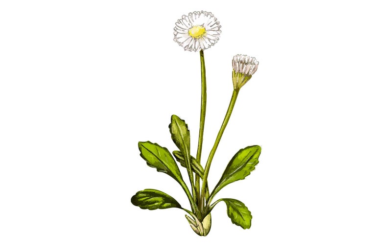 Planta de păpădie