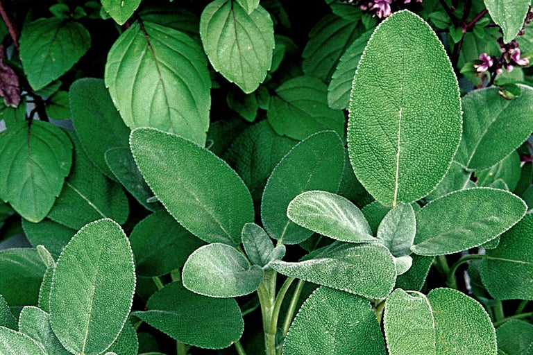 Prim-plan cu frunze de salvie