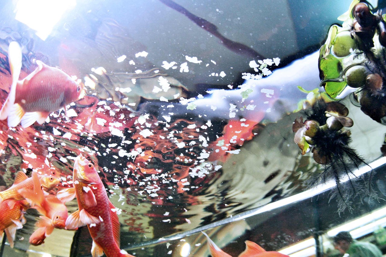 Prim-plan cu pești aurii într-un acvariu cu plante și fulgi de hrană