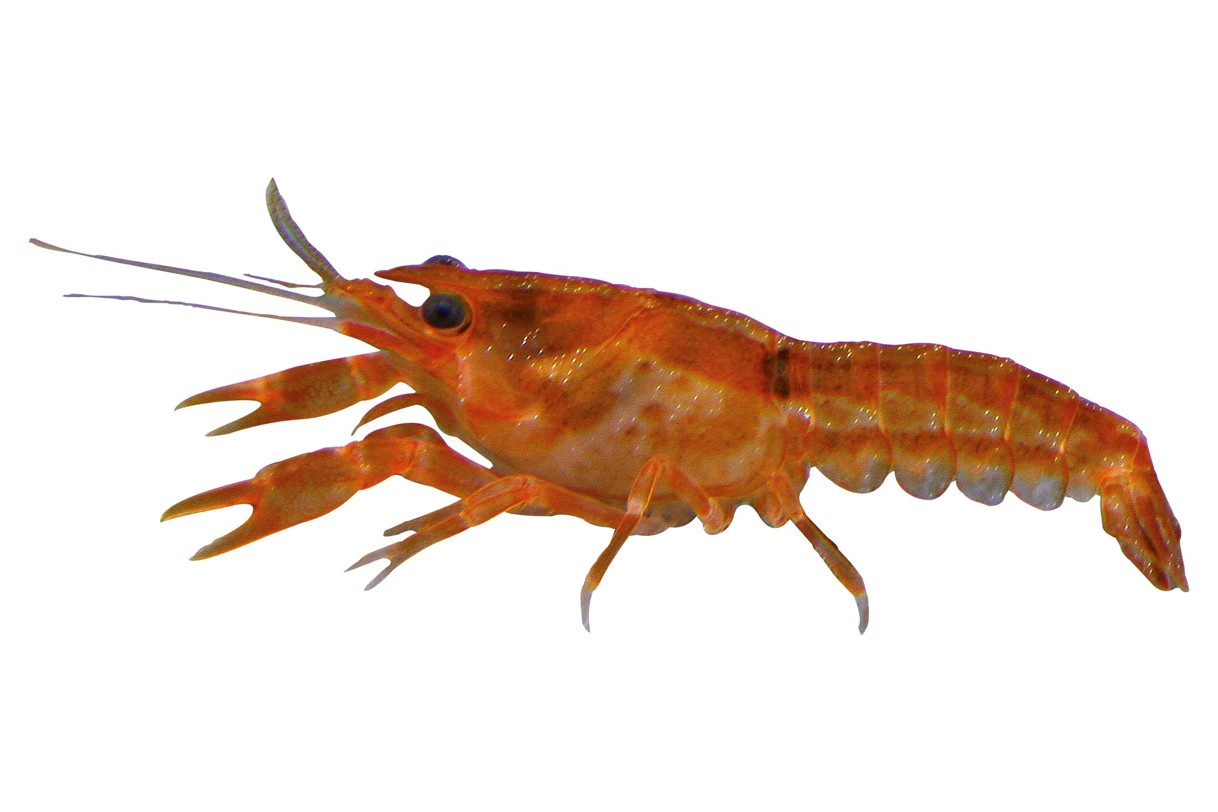 Năluci artificiale de crab pentru pescuit