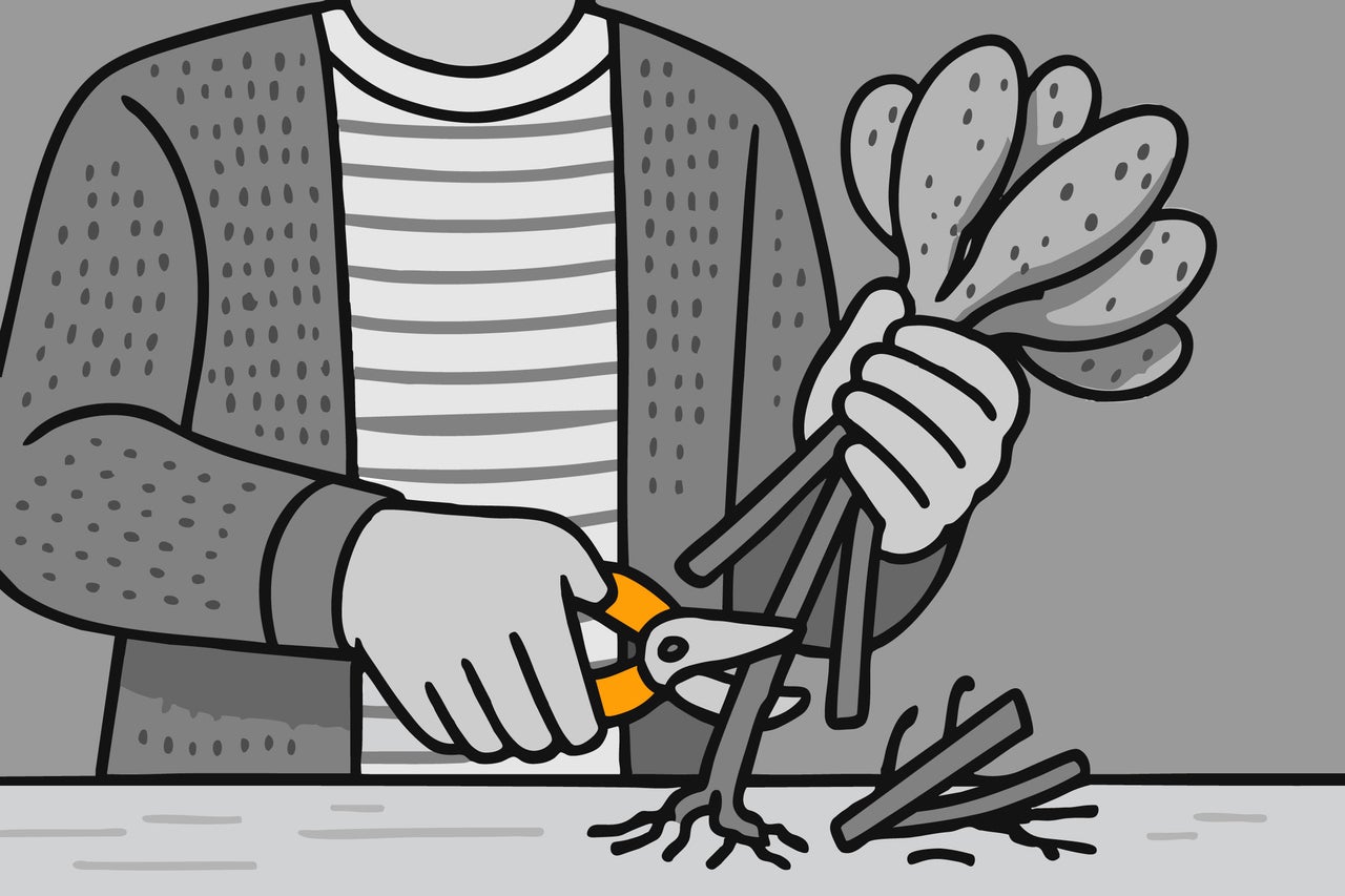 Ilustrație cu o persoană care taie un răsad cu o foarfecă de grădină