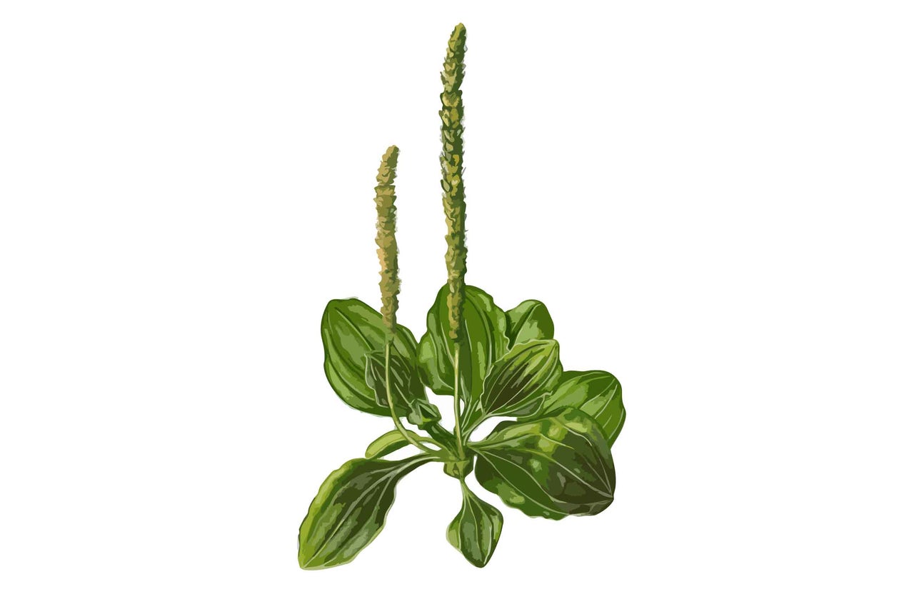 Plantă pătlagină