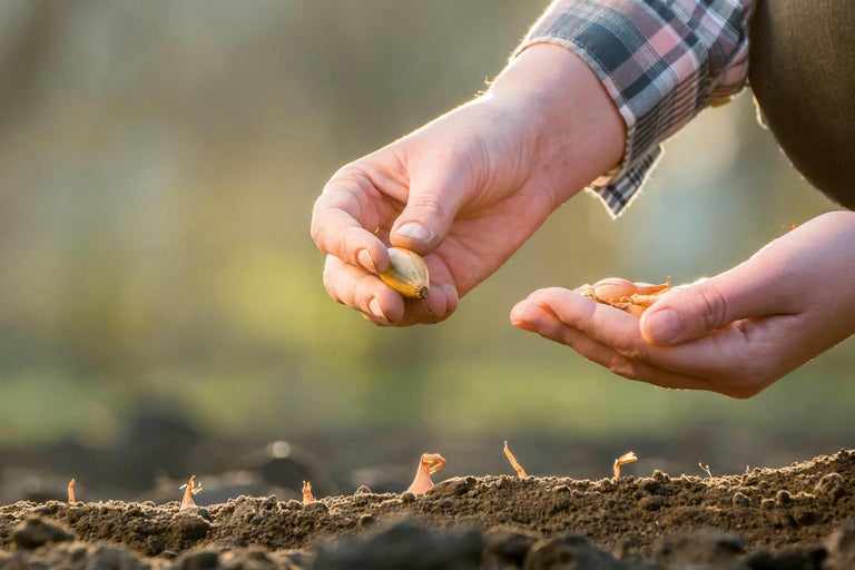 Mâini care seamănă ceapă în pământ pentru cultivarea legumelor