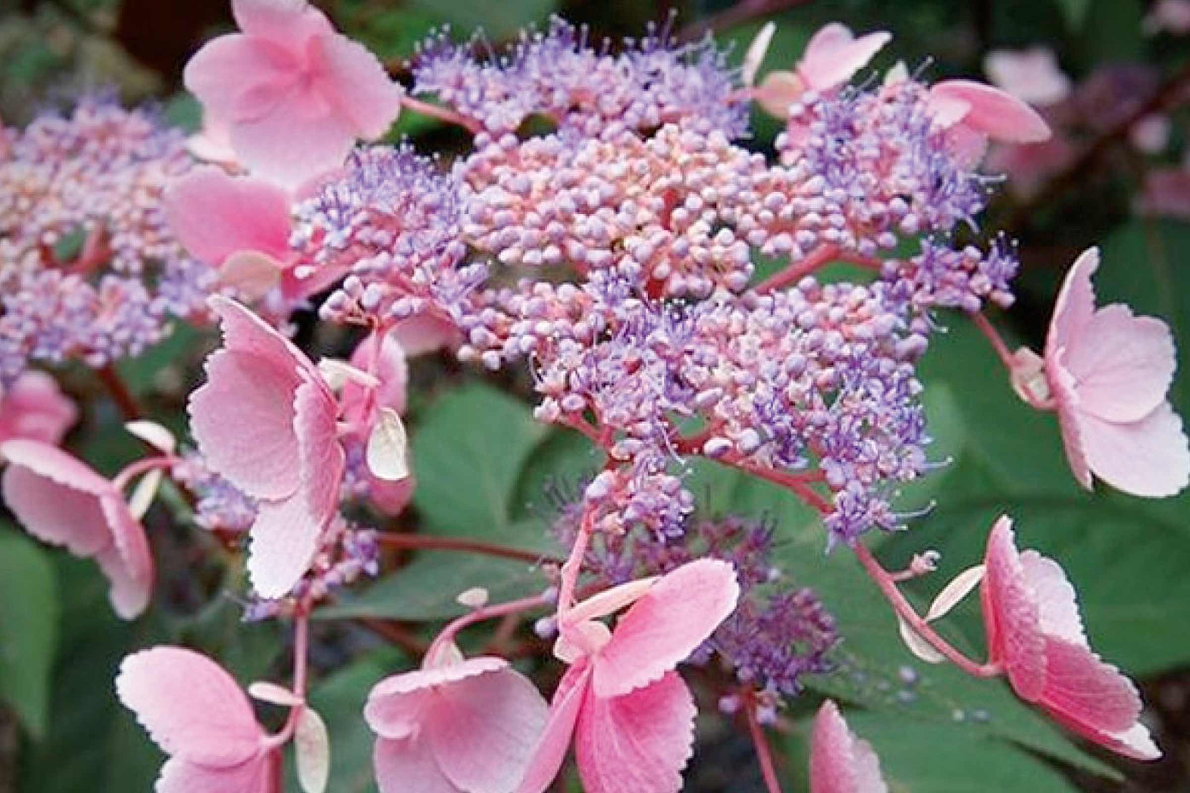 Hortensie paniculată cu flori roz și violet
