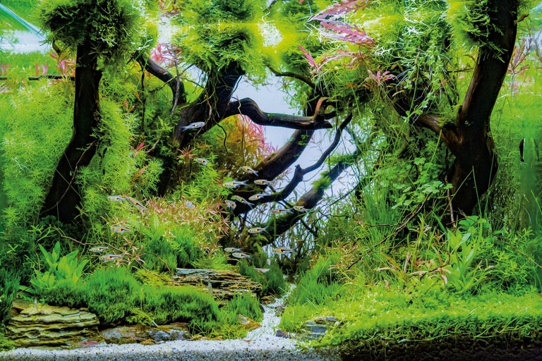 Acvariu cu plante, pietre și pești
