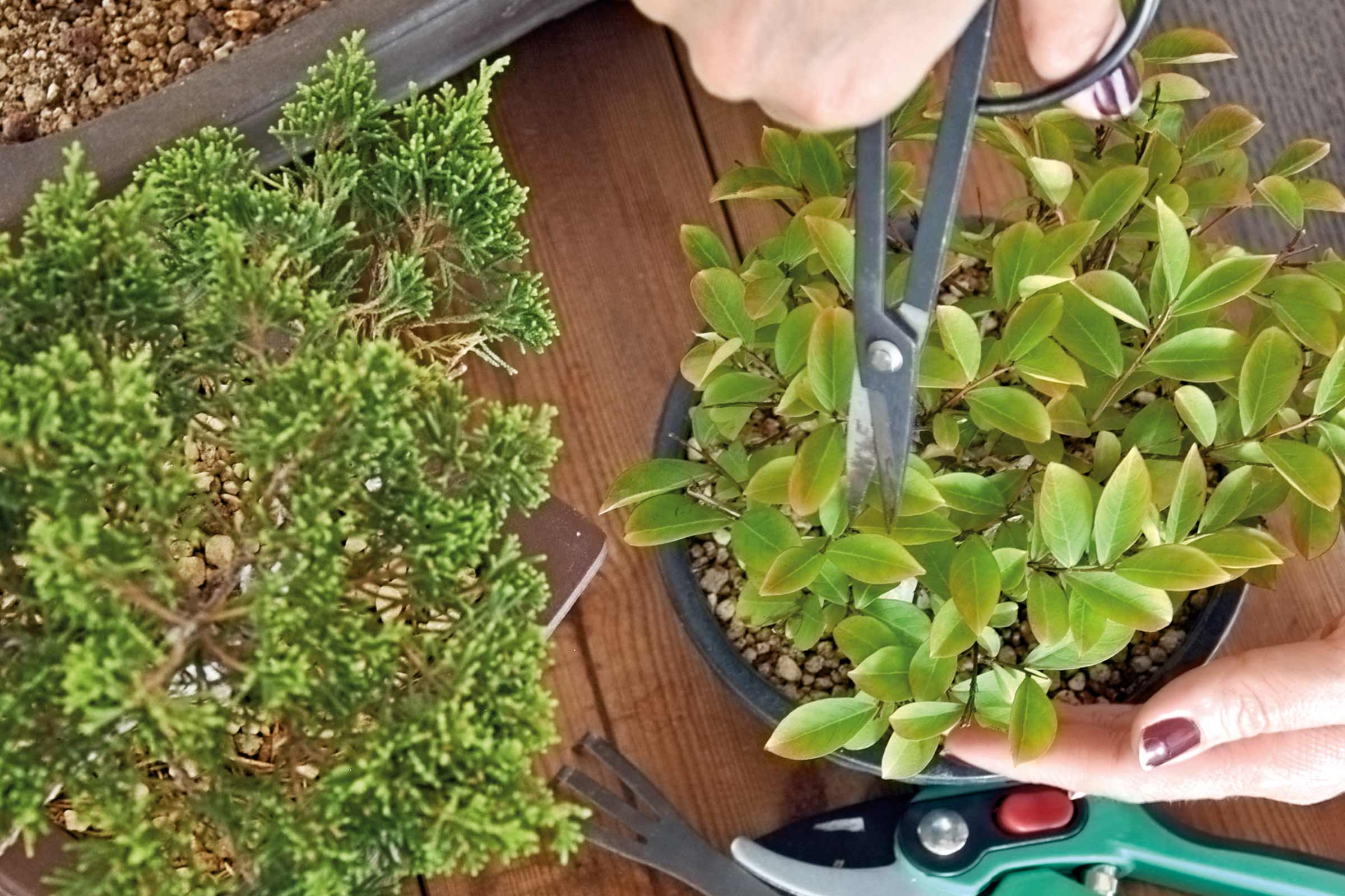 Îngrijirea bonsaiului cu foarfece pentru bonsai și două plante la ghiveci pe o masă de lemn.