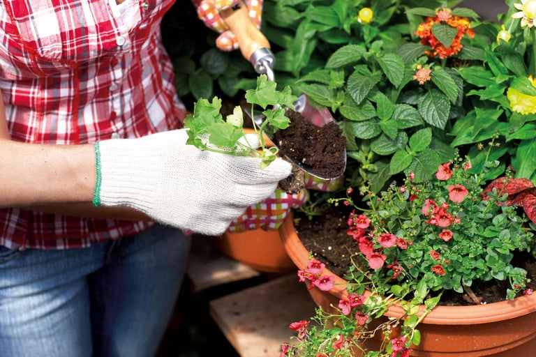 Grădinar plantând flori în jardinieră cu lopata de grădină