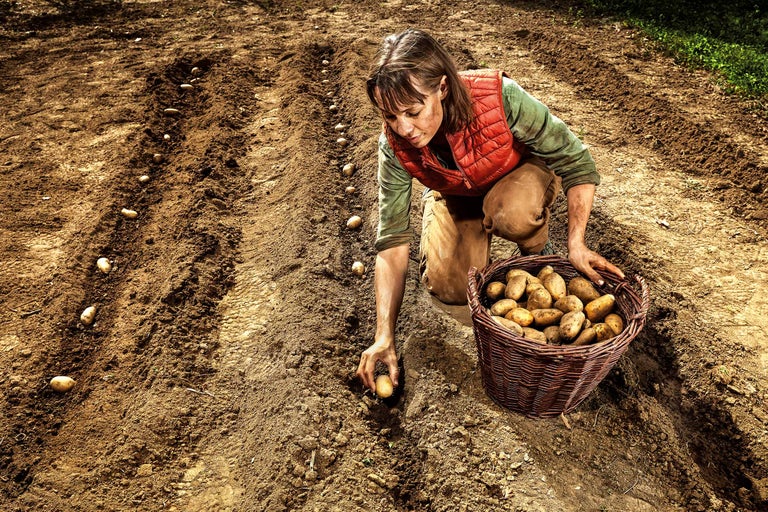 Femeie plantează cartofi pe un câmp cu un coș plin de cartofi