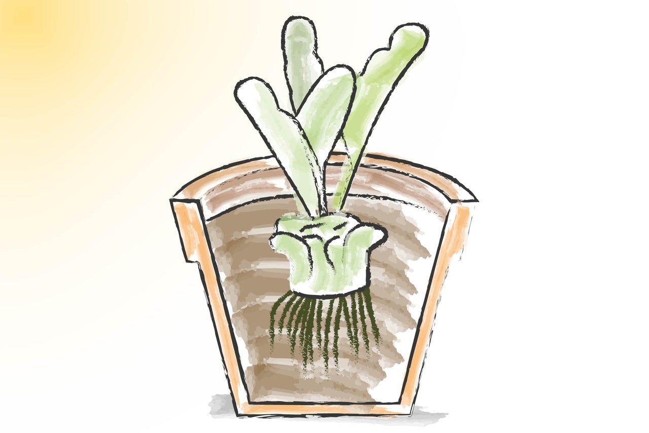 Plantă desenată într-un ghiveci