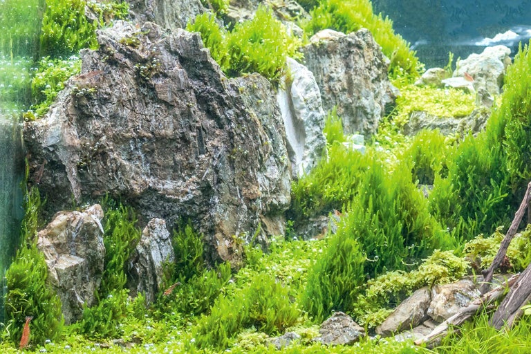 Peisaj acvatic cu pietre și plante de apă