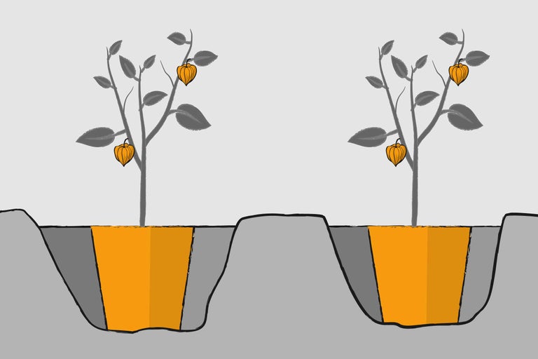 Ilustrație cu două lămâițe chinezești plasate în găuri de plantare