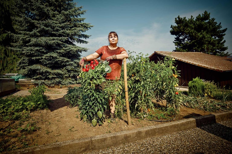 Grădinăreasă cu coș de recoltă în grădina de legume cu plante de roșii și unelte