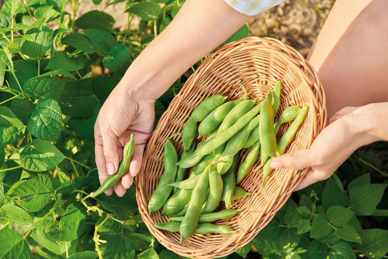 Recoltarea fasolei verzi într-un coș de răchită pe un câmp