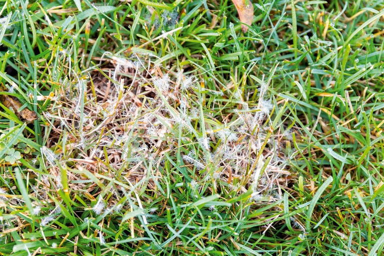 Prim-plan cu gazon afectat de o boală