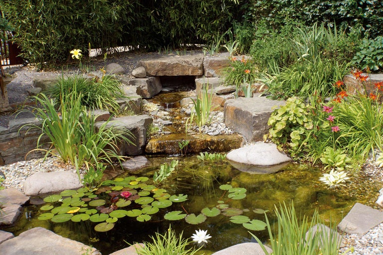 Iaz de grădină cu cascadă, nuferi și vegetație de mal