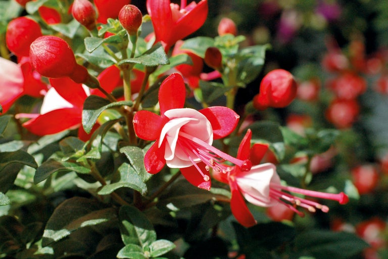 Prim-plan cu flori de fucsia în grădină