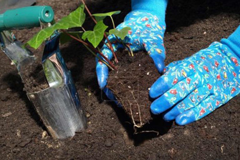 Scenă de grădinărit cu plantator, plantă și mănuși de grădină