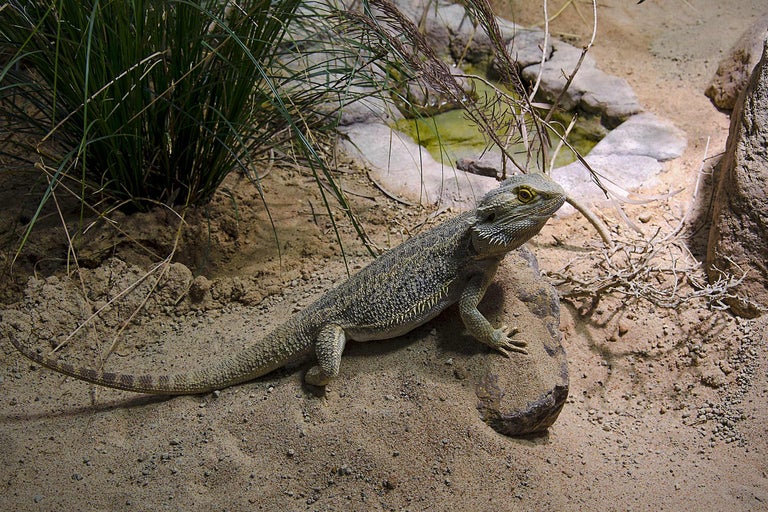 Dragon barbat pe piatră în peisaj deșertic