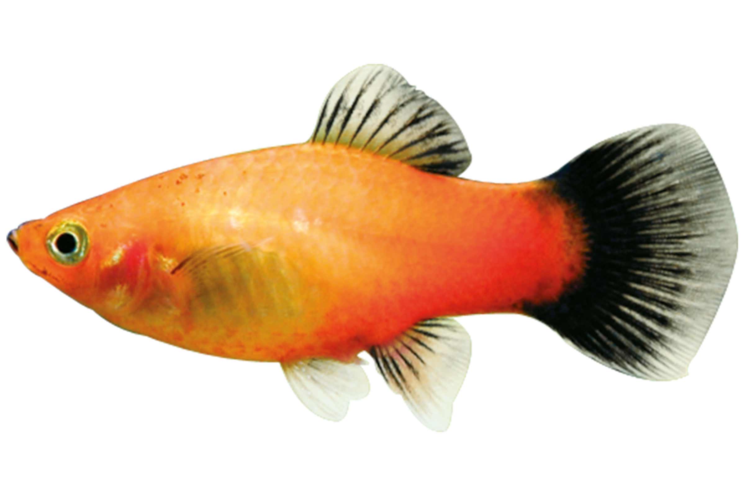 Pește ornamental platy auriu pentru acvariu