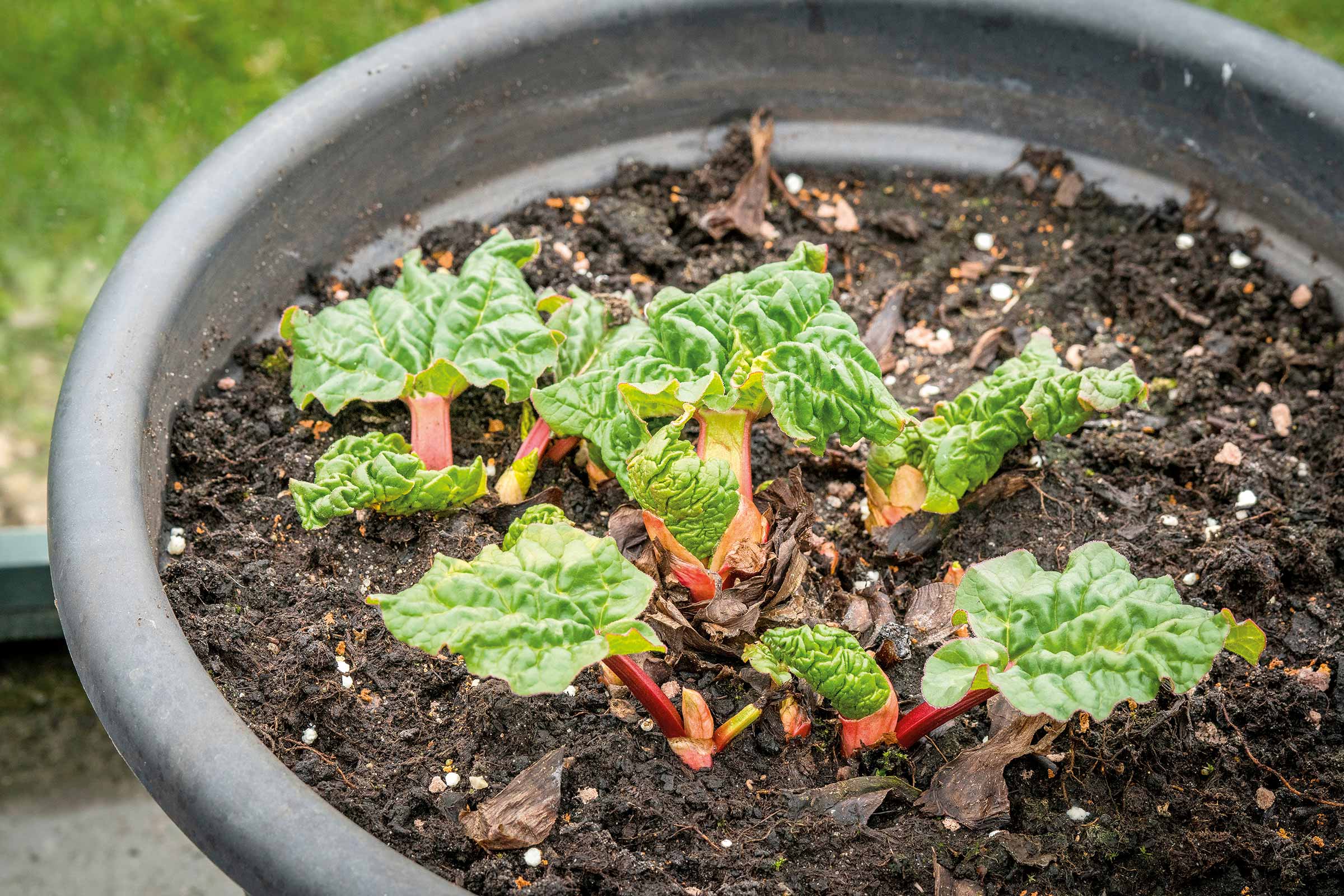 Plantă de rubarbă într-un ghiveci cu pământ